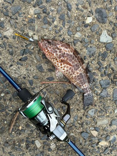 オオモンハタの釣果