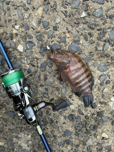 ヤミハタの釣果