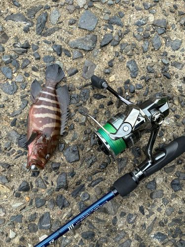 ヤミハタの釣果