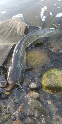 ナマズの釣果