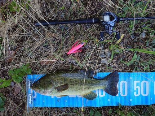 ブラックバスの釣果