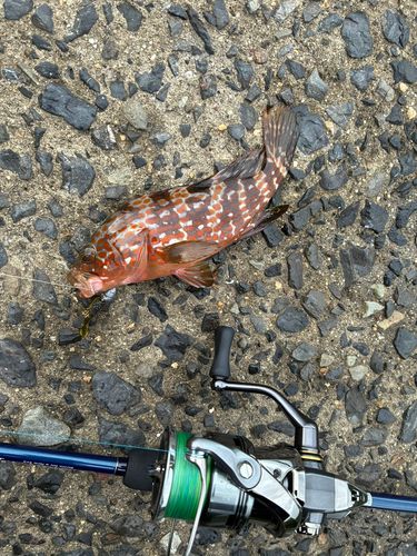 キジハタの釣果