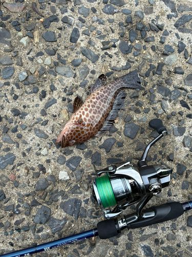 オオモンハタの釣果