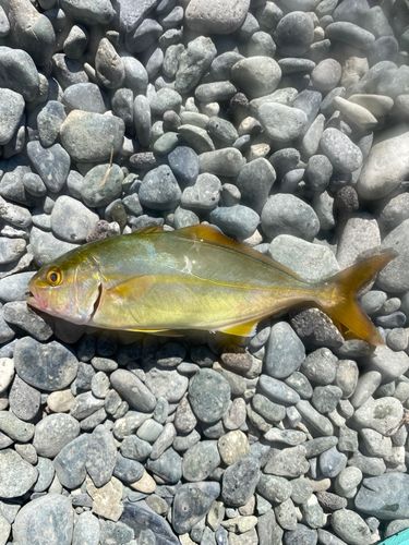ショゴの釣果