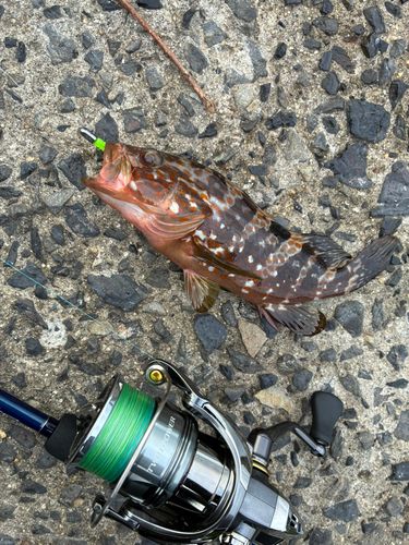 キジハタの釣果