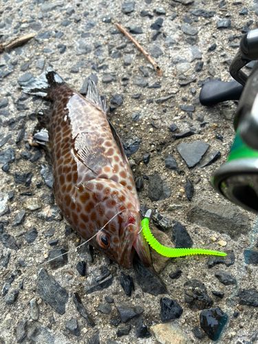 オオモンハタの釣果