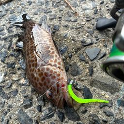 KAZ さんの 2025年07月20日のオオモンハタの釣り・釣果情報