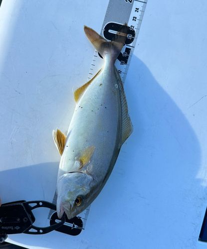 シオの釣果