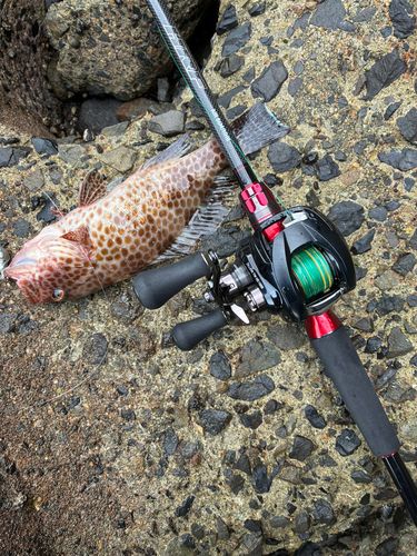 オオモンハタの釣果