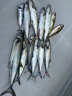 サワラの釣果