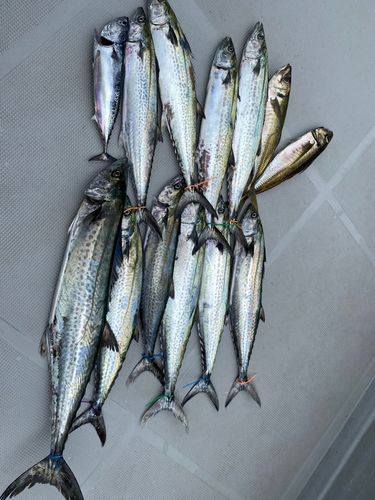 サワラの釣果
