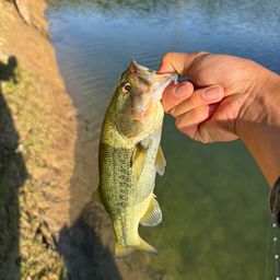 ラージマウスバス