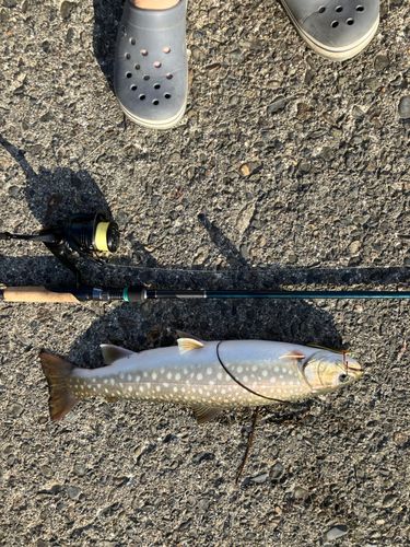 アメマスの釣果