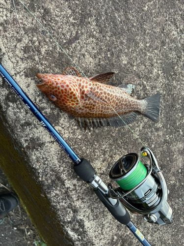オオモンハタの釣果
