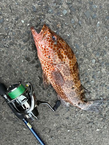 オオモンハタの釣果