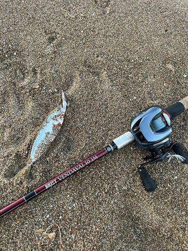 コズクラの釣果