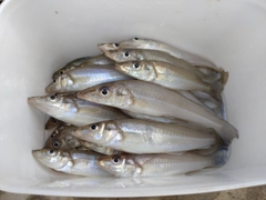 キスの釣果