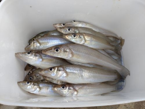 キスの釣果
