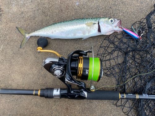 サバの釣果