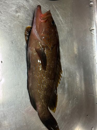 アコウの釣果