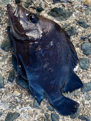 ヒゲダイの釣果