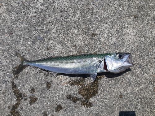 サバの釣果