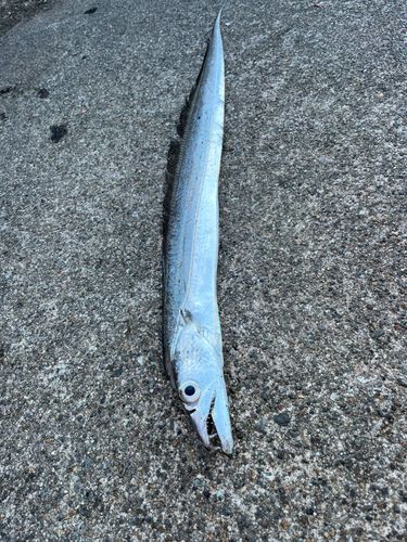 タチウオの釣果