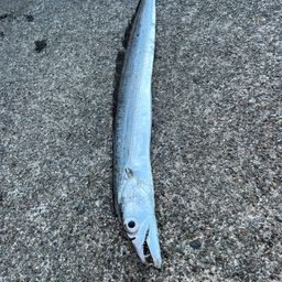 タチウオ