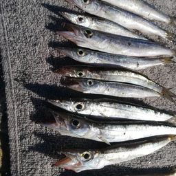 カマス