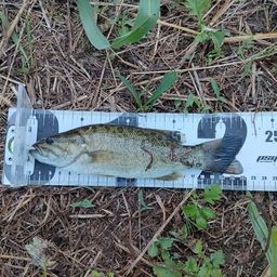 スモールマウスバス