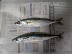 サバの釣果