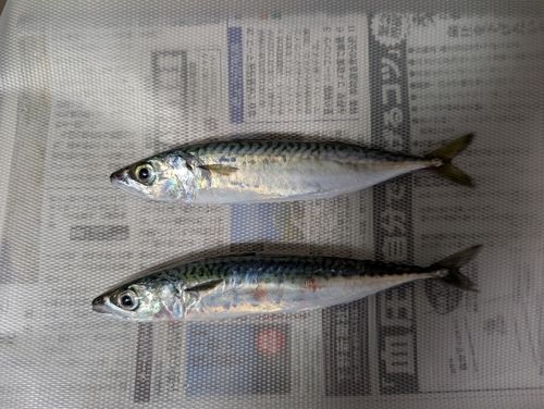 サバの釣果