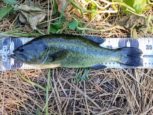 ラージマウスバスの釣果