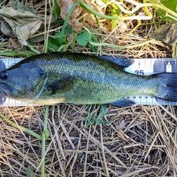 ラージマウスバス