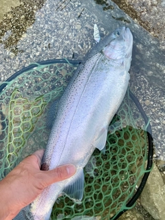 ニジマスの釣果