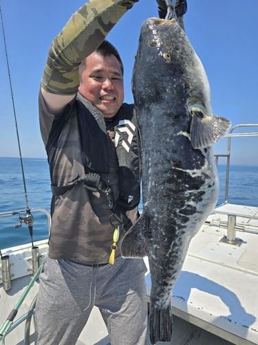 トラフグの釣果