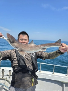 ドチザメの釣果