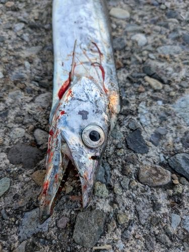 タチウオの釣果