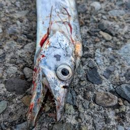 タチウオ
