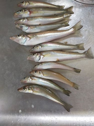 キスの釣果