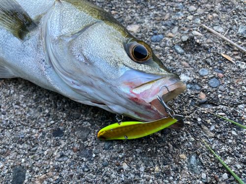 セイゴ（マルスズキ）の釣果
