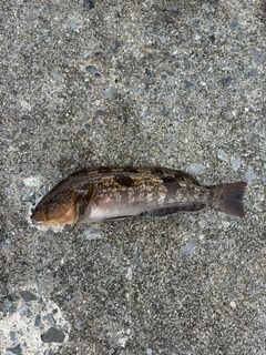 アイナメの釣果