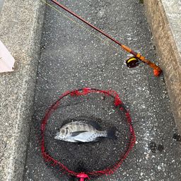 クロダイ