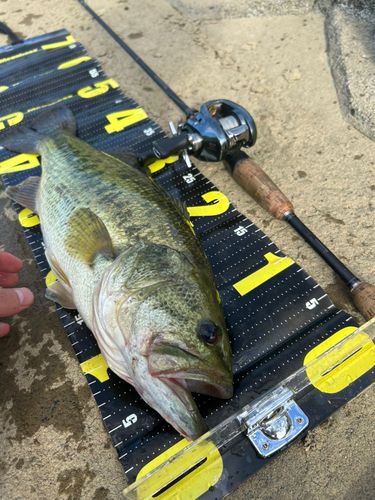 ブラックバスの釣果