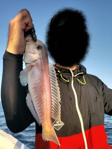 シロアマダイの釣果
