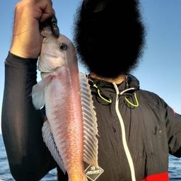 シロアマダイ