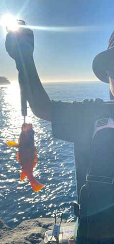 アカハタの釣果