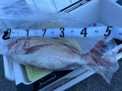 タイの釣果