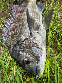 チヌの釣果