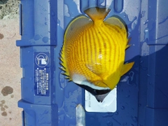 チョウチョウウオの釣果